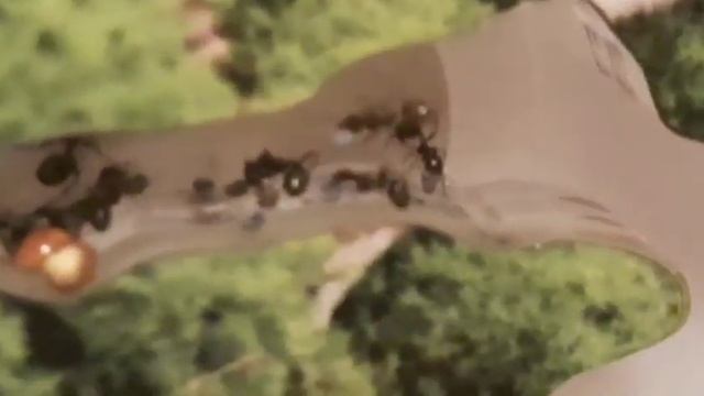 муравьи перетаскивают  семена мака смотреть онлайн