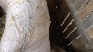 Беременная свинья или нет? Вот в чем вопрос....