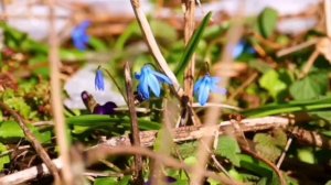 С добрым утром, весна!