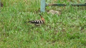 Удоды кормят птенцов. Hoopoes feed the chicks.