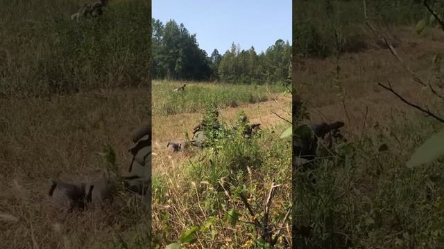 Panzergrenadiers Spearhead the Assault (WW2 Reenactment)