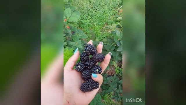 И снова Блэк Джэм. Наблюдения смотреть онлайн