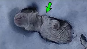 Мужчина заметил странное существо в снегу, приглядевшись он закричал от ужаса!