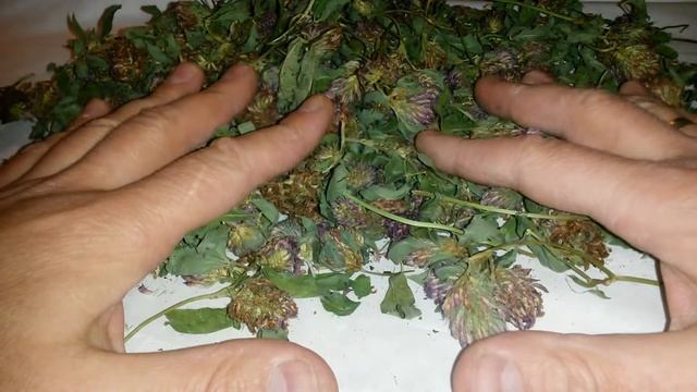 Клевер красный луговой, купить. смотреть онлайн