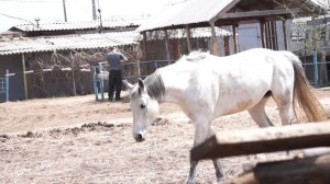 Мерин пытается крыть кобылу О.о 18+