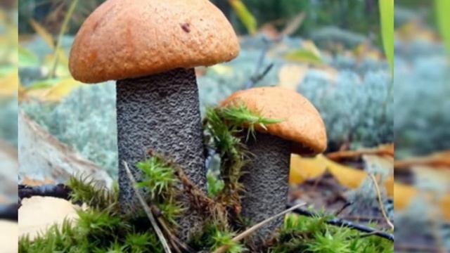 МИР ГРИБОВ смотреть онлайн