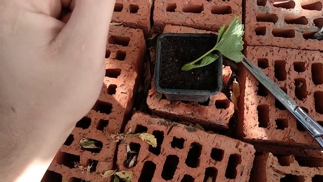 Клубника кассетная рассада, зелёное черенкование , как ? зачем ? ....