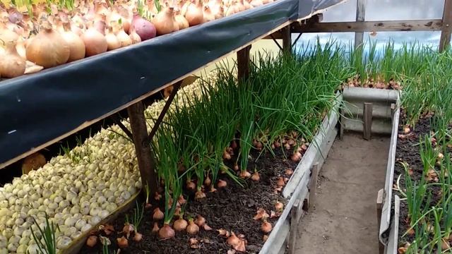 Чи годиться кущівка на зелень.Полив цибулі. смотреть онлайн