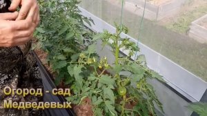 Как правильно формировать томаты, чтобы урожай не разочаровал