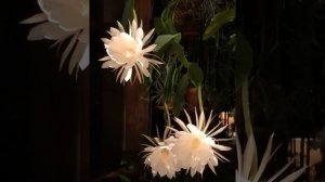 Зацветает Царица ночи Kadupul (Epiphyllum) - самый дорогой в мире цветок!