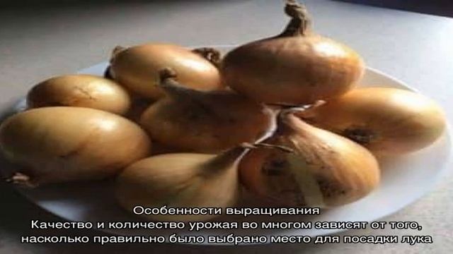 Высокоурожайный зимний сорт лука «Радар» смотреть онлайн