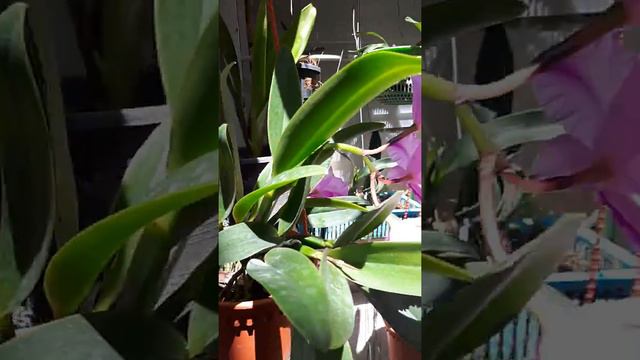 Mini Cattleya смотреть онлайн