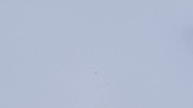 1.03.2023.г.гоняем.голубей.с.моего.голубедрома.Воронежская.обл.