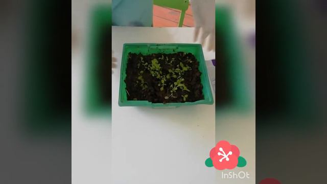 Как вырастить петунию в домашних условиях
