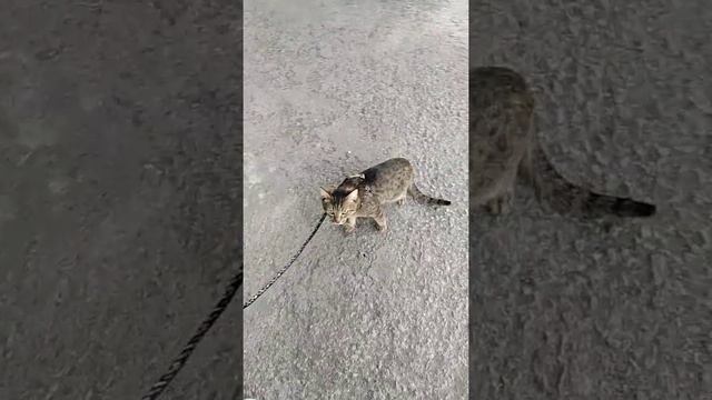 первый раз вышел погулять смотреть онлайн