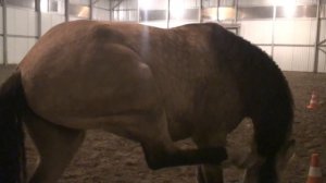 Как лошади чешутся