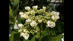 Hydrangeas:  Being Simply Beautiful! 🌼 #Hydrangea Flowers, Awesome! 💝