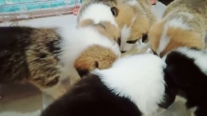 ПЕРВЫЙ ПРИКОРМ. Чем и в каком возрасте? Щенки Вельш Корги Пемброк