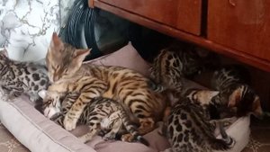 VID_20240507_140133.mp4