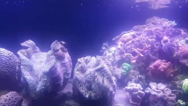 Tridacna Derasa , giant Clam spawn, Mödermuscheln Laichen zusammen ab смотреть онлайн