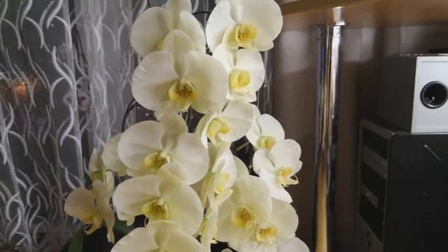Шикарная орхидея Зеленое яблоко / Phal. Green Apple цветёт. ?