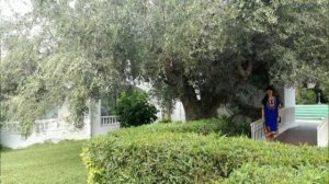 Тунис  Отель Le Hammamet Resort Hotel **** (Tunisia, Hammamet)