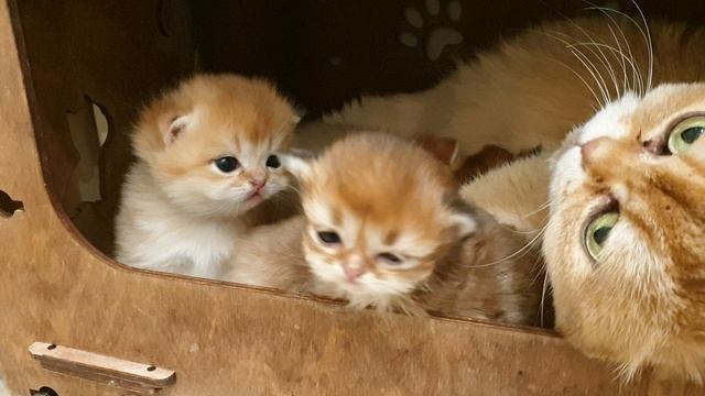 Малыши уже планируют побег