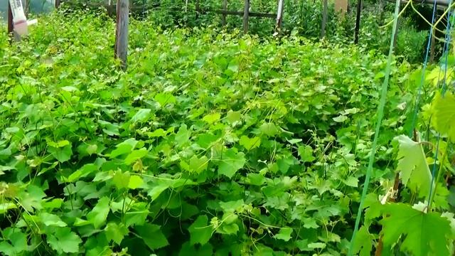 Вегетирующие саженцы винограда летом: как с пользой поступить с ними1 смотреть онлайн