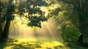 Отчего ты плачешь, старая лоза...