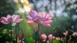 Релакс Музыка Классическая для сна / Relax Music Classic For Sleep