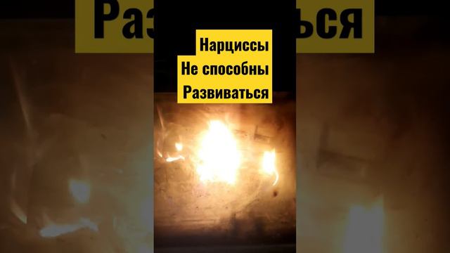 Нарциссы и остановка в развитии