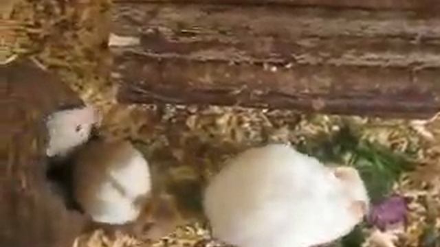 Хомяки сирийские   Красавица мама и её детеныши СИРИЙСКИЙ ХОМЯК Хомяки домашние ВИДЕО ПРО ХОМЯКОВ