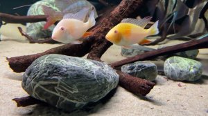 3 июня 2023 г.