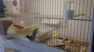 Как строят гнездо амадины гульда