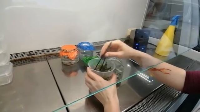 Микроклональное размножение. Введение эксплантов в культуру in vitro смотреть онлайн