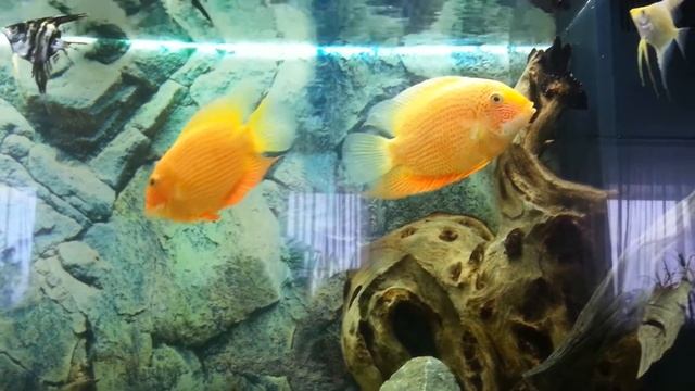 Северум красноточечный смотреть онлайн