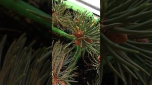 #3 недели. черенкование голубой ели. эксперимент. как чувствуют себя ели после обычного полива