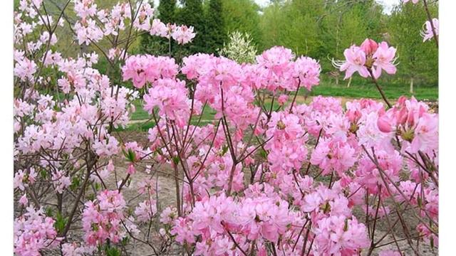 Рододендрона вазея (rhododendron vaseyi) смотреть онлайн