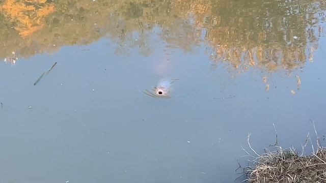 Поездка на ферму Экзархо Сочи или куда еще съездить в Сочи//Недвижимость Сочи смотреть онлайн