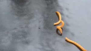 Вредители огорода и сада. Проволочник, кто ест лилии?