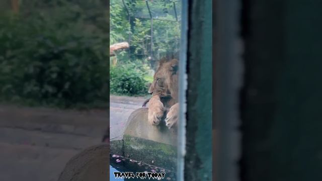 Behavior of a Lion  #lion   #trending  #srilanka  #trevel  #world    #animals  #animal