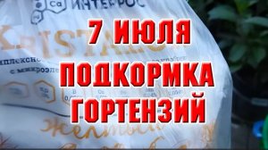 7 июля. Снова кормлю гортензии и розы