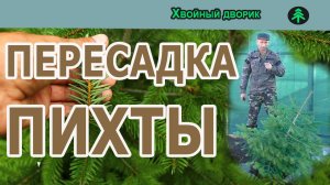 Пересадка Пихты кавказской Нордмана,как выкопать саженцы  хвойных с комом.Осенняя пересадка хвойных.