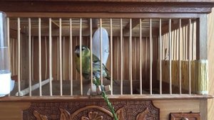 Siskin Птица Чиж