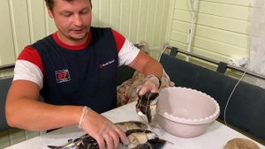 Секрет СОЧНОЙ и ЗОЛОТИСТОЙ скумбрии ГОРЯЧЕГО КОПЧЕНИЯ. Коптим СКУМБРИЮ и ЗУБАТКУ Пальчики оближешь?