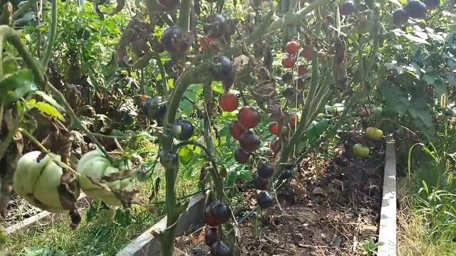 Томат Индиго Роуз смотреть онлайн