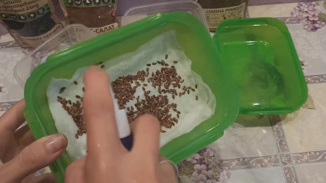Проращивание семян без земли в домашних условиях