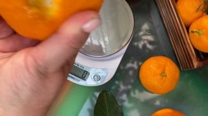 Iwasaki Satsuma mandarin. Мандарин Ивасаки