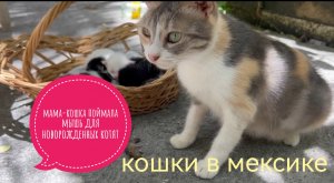 Кошка-мама поймала мышь для новорожденных котят