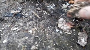 "Смертельная " Ликогала  древесинная (лат. Lycogala epidendrum)/Likogala wood